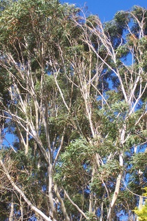 Eucalyptus pilularis Chatswood.jpg