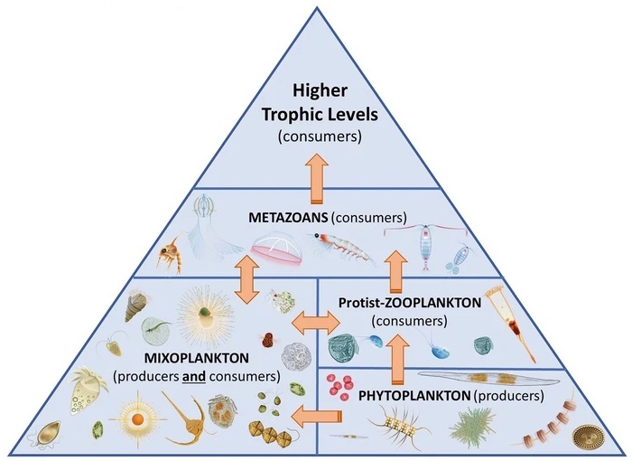 Marine mixoplankton food web