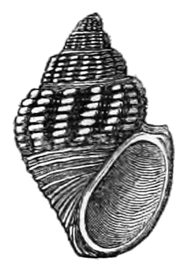 Paramelania crassigranulata shell