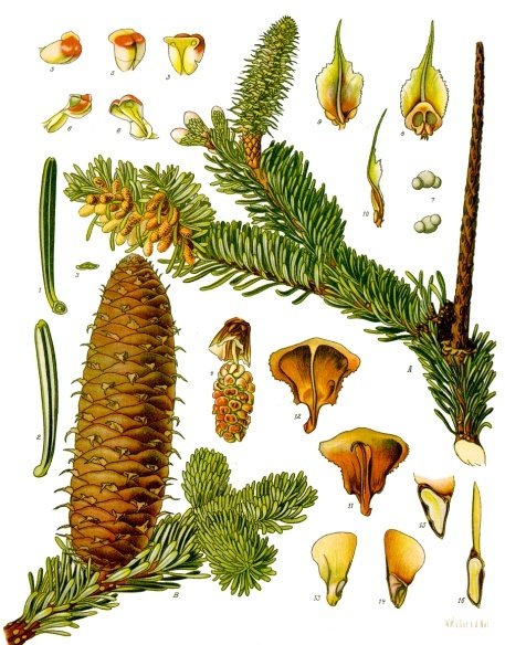 Abies alba - Köhler–s Medizinal-Pflanzen-001