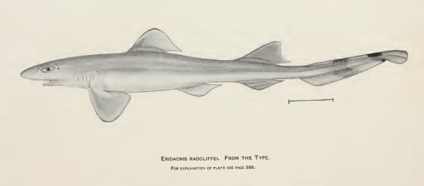 Eridacnis radcliffei