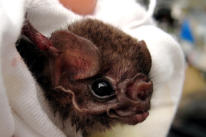 Image: Hairy-legged vampire bat, Diphylla ecaudata (closeup)