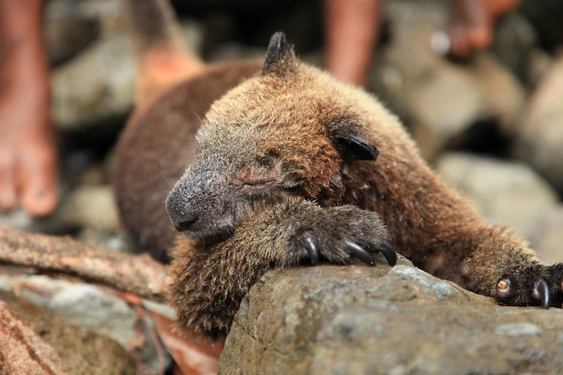 Dendrolagus notatus 249639440