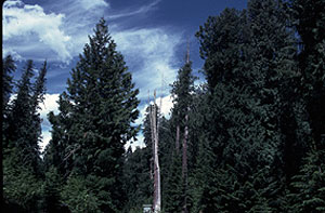 Hobo Cedar Crove, Idaho