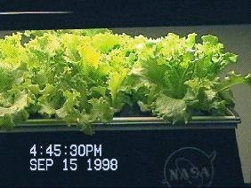 NASA-Aeroponics International-lettuce-day12