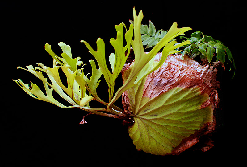 Platycerium ridleyi