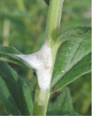 Spittlebug4383