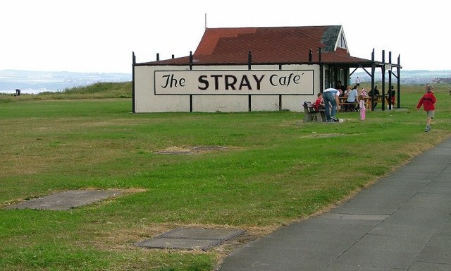 the stray cafe download free