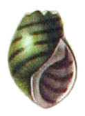 Leptoxis taeniata shell 2