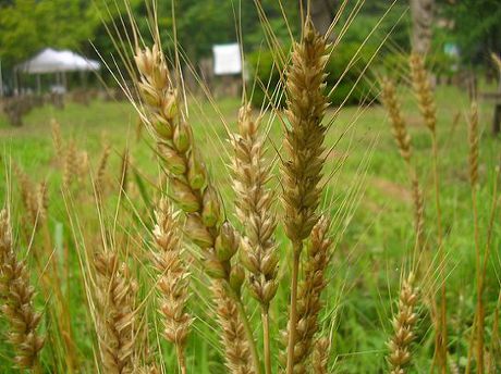Anjeunbaengi wheat