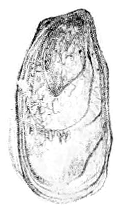 Geomalacus maculosus shell 2
