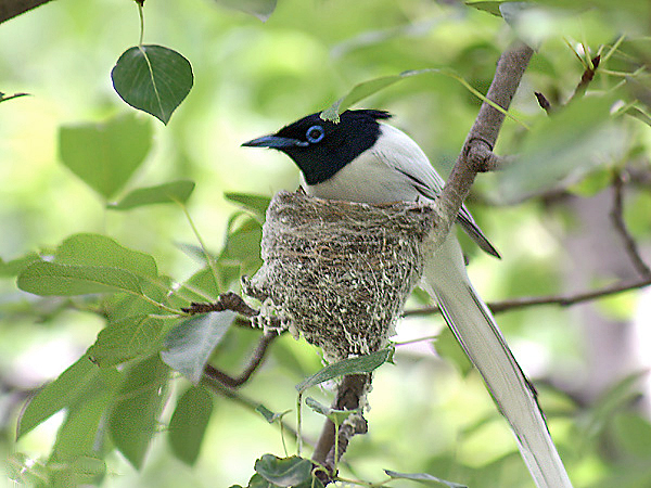 Asian Paradise Flycatche- Male at nest in Himachal I2 IMG 3015