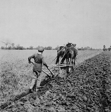Barnardo boy ploughing C 1900