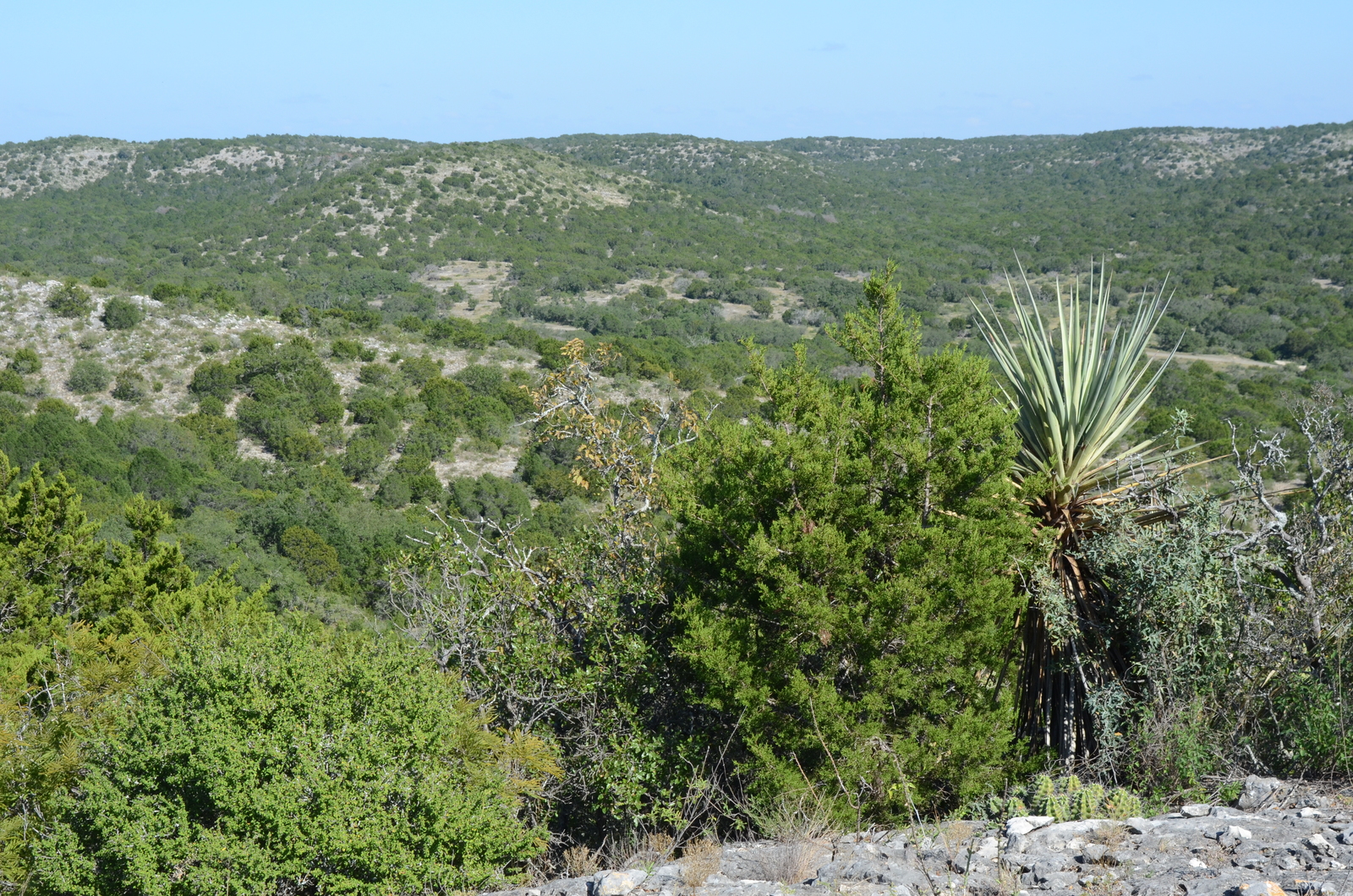 Image: Kickapoo Cavern State Park, landscape