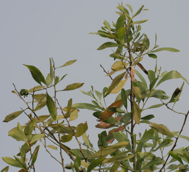 Leaves at canopyon the branches in Kolkata W IMG 4579