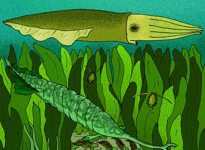 Jeletzkya douglassae