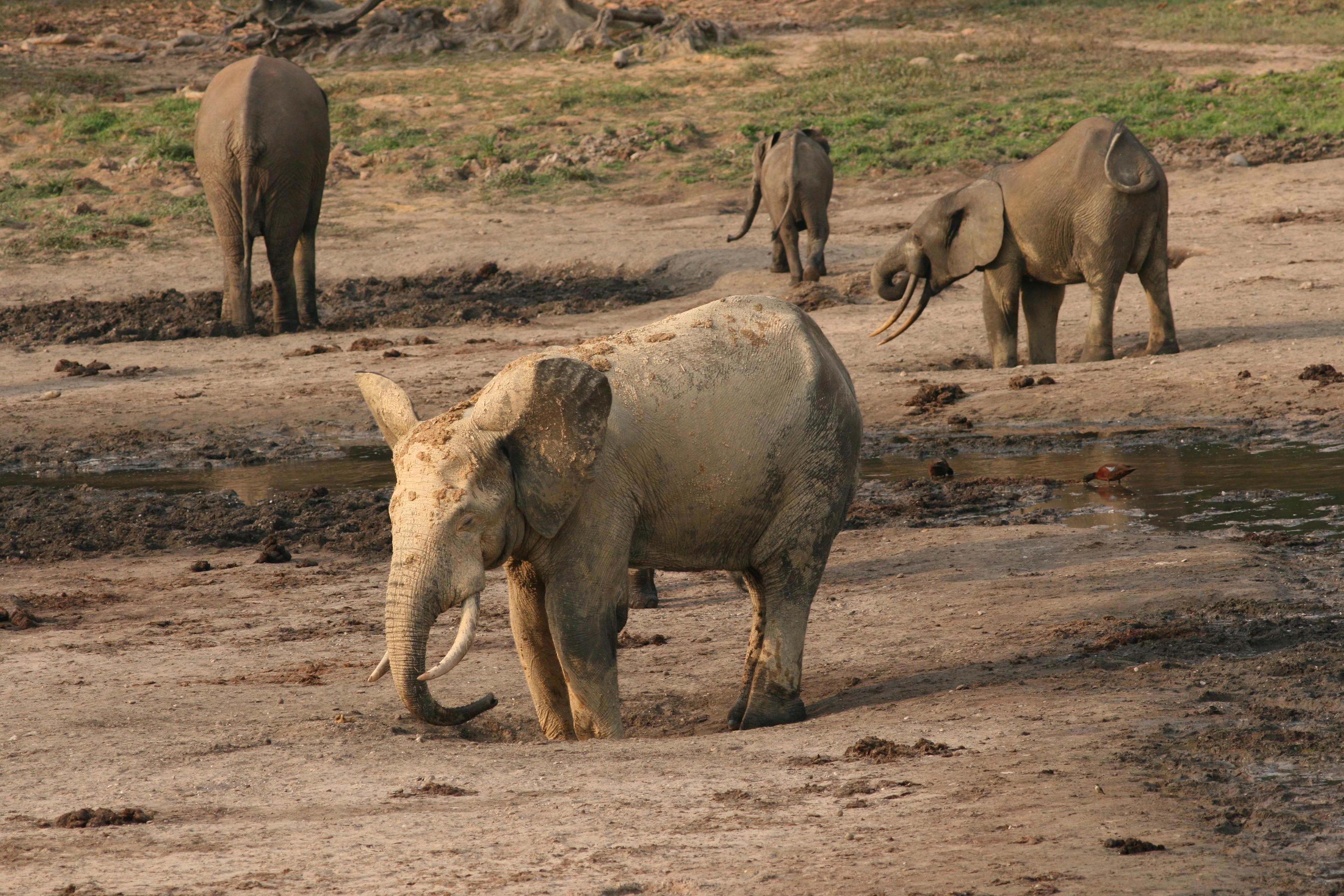 Слон группа организмов. Слон самец. Африканский Лесной слон. Индийский слон самец. Слон самец фото.