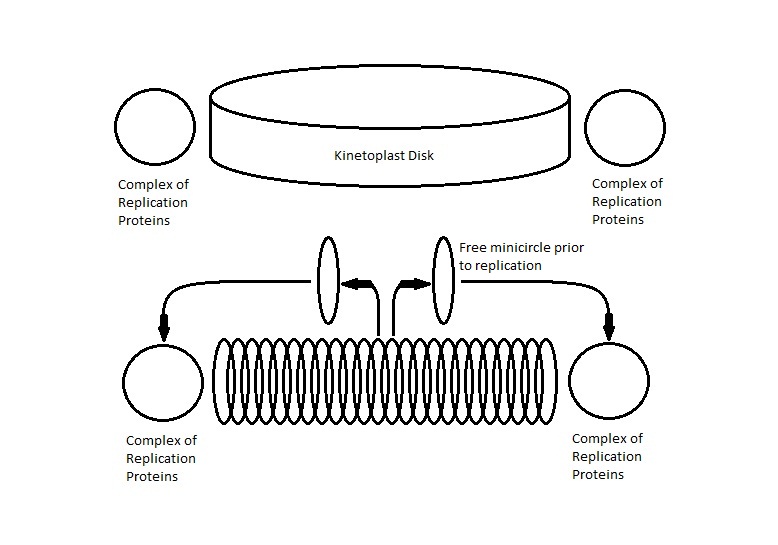 Kinetoplast Replication
