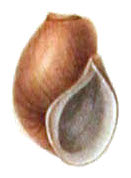 Leptoxis taeniata shell 4