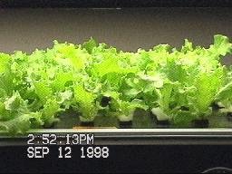 NASA-Aeroponics International-lettuce-day9