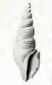 Filodrillia columnaria 001.jpg