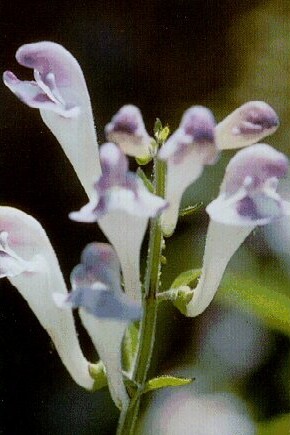 Scutellaria montana.jpg