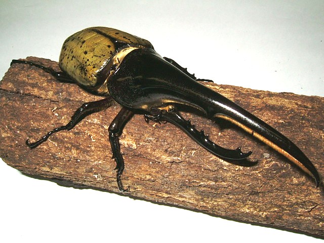 Dynastes hercules hercules01