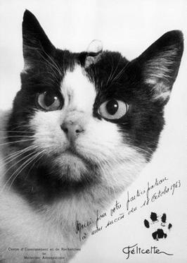 Postcard of Félicette, a black and white cat, with inscription and pawprint