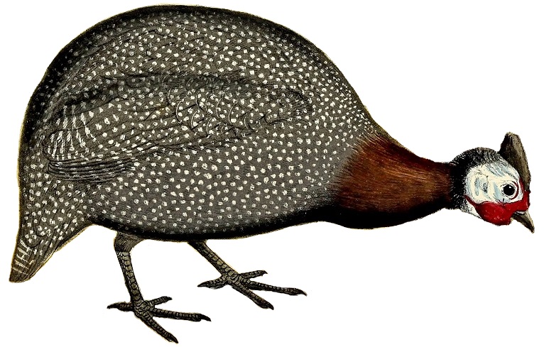 Keulemans Onze vogels 1 57 white background