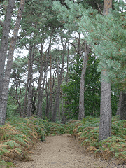 Brownsea Wood