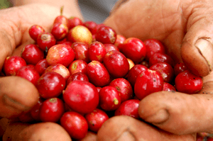 Coffee berries, fresh-001