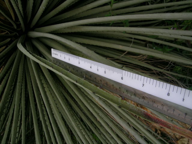 Puya raimondii 7