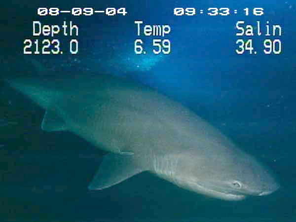 Six-gill shark