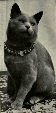 Blue Shorthair cat English type