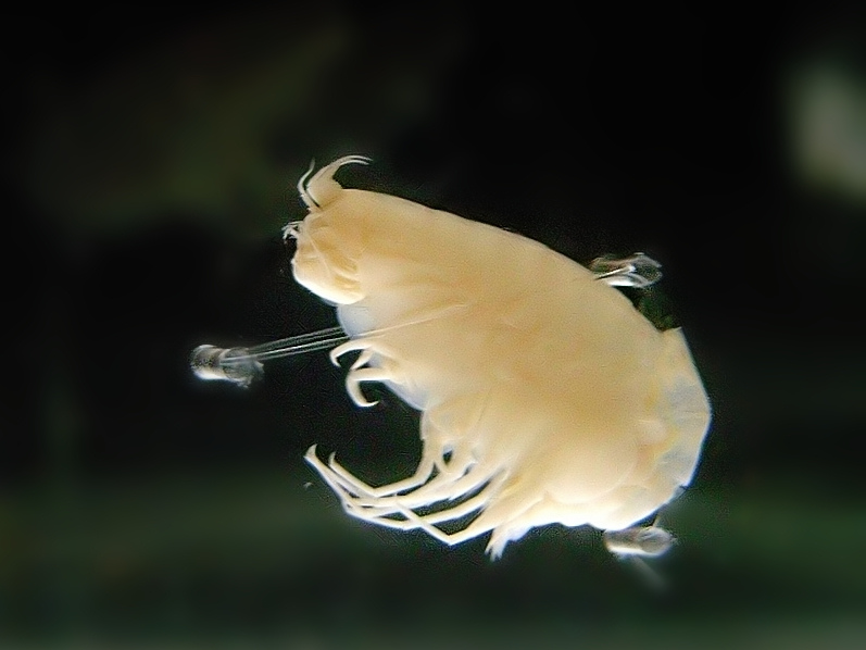 Hirondellea gigas