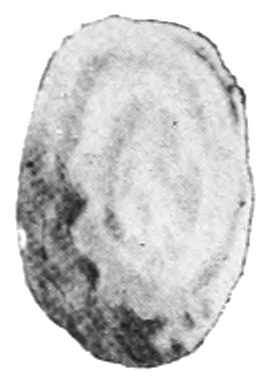 Geomalacus maculosus shell