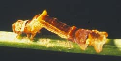 Caterpillar of Declana atronivea