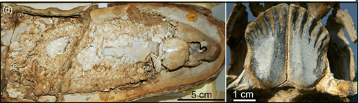 Chirodipterus australis