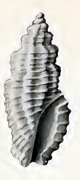 Heterocithara transenna 001.jpg