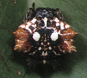 Thelacantha brevispina female 2 - Tanikawa