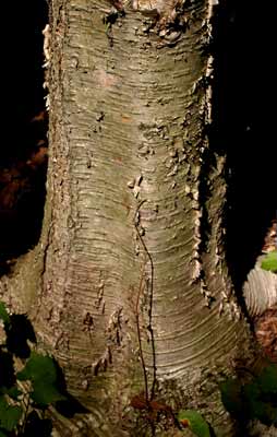 Yellow birch trunk
