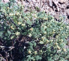Artemisiaspinescens.jpg
