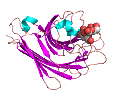 Peanut Agglutinin complexed with Gal-a-1,3-Gal. PDB entry 2dvd