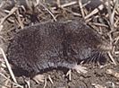 Shorttail shrew.jpg