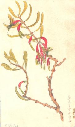Lysiana exocarpi Olive Pink sketch