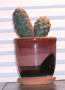 Tephrocactus articulatus var inermis.jpg
