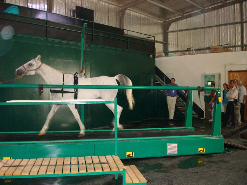 Horse on treadmill in Qatar