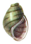 Leptoxis taeniata shell 3