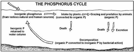Phoscycle-EPA
