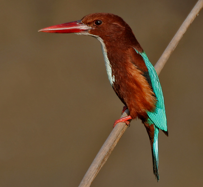 White-throated Kingfisher (Halcyon smyrnensis) in Hodal W IMG 6277